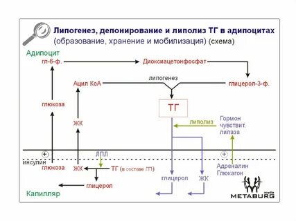 Тканевой липолиз