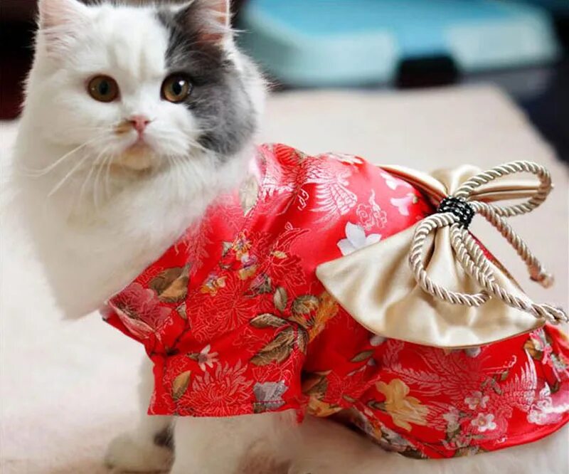 Кот в одежде. Кошка в платье. котята в одежде. красивая одежда для котов. нарядная кошка.