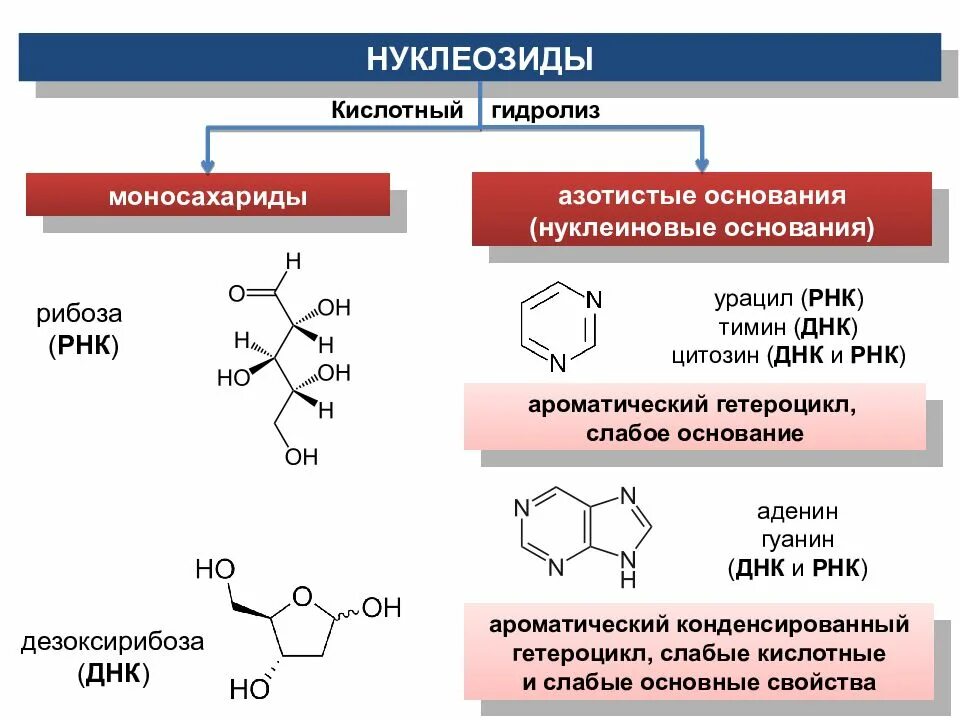 Формулы нуклеотидов и нуклеозидов. Нуклеиновые основания нуклеозиды нуклеотиды классификация. Нуклеотиды нуклеозиды нуклеиновые кислоты. Кислотный гидролиз нуклеиновых кислот.