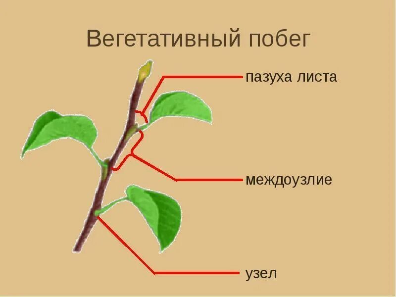 Побег пазуха листа лист