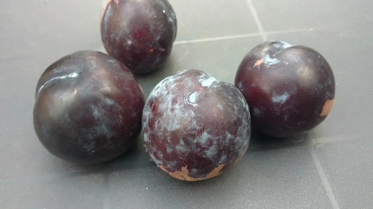 Слива бербанк гигант описание сорта фото отзывы. Слива гигант бербанк. 158 слива бербанк гигант. слива бербанк гигант диаметр. слива стоп гигант.