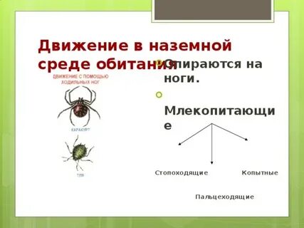 Среда передвижения