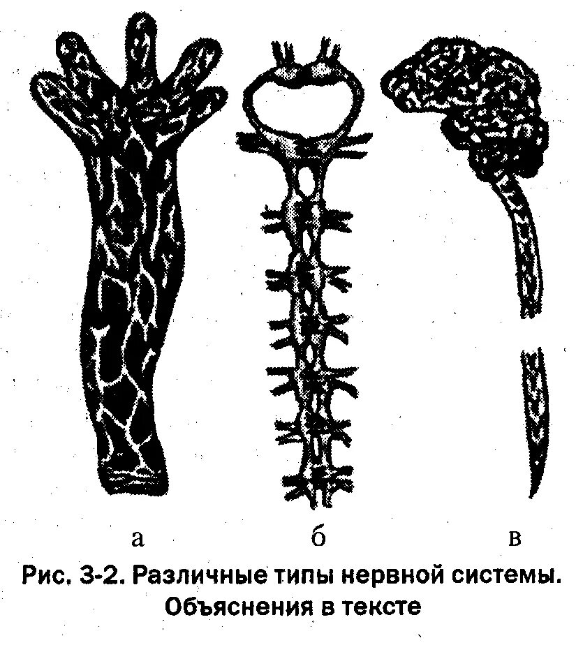 Филогенез нервной. Нервная система. Узловая нервная система. Эволюция нервной системы. Типы нервной системы филогенез.