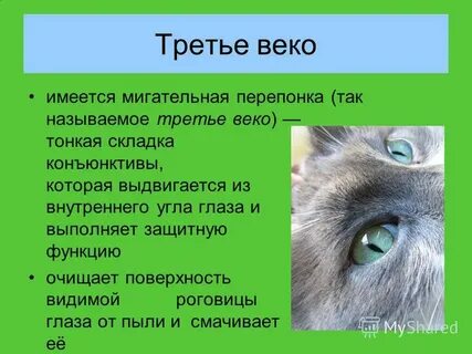 Как сделать 3 веко