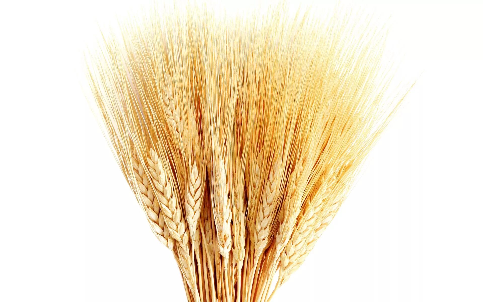 White wheat