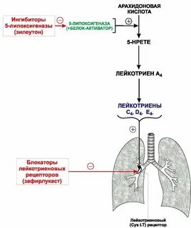 Рецепторы бронхов