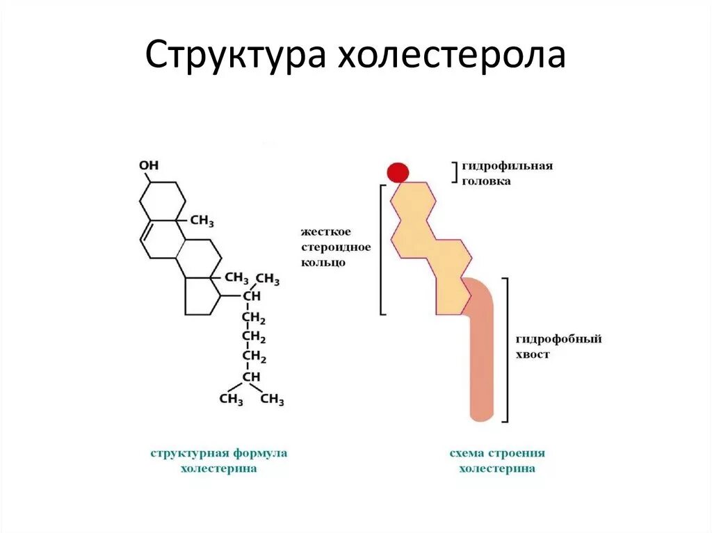 Биологическая роль холестерина. Холестерол формула биохимия. Структура холестерола биохимия. Холестерол строение биохимия. Строение холестерола биохимия.