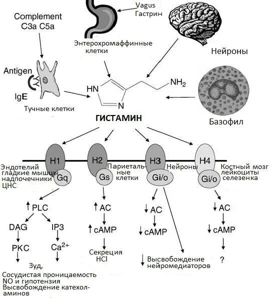 Гистамин действие. Механизм действия антигистаминных препаратов схема. Механизм действия антигистаминных лекарственных препаратов:. Блокаторы н1 гистаминовых рецепторов механизм действия. Механизм действия h2 антигистаминных препаратов.