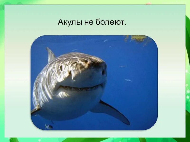 Акула не враг а средство. Интересные факты о акулах. интересные факты об акулах для детей. интересное об акулах детям. интересные акулы.