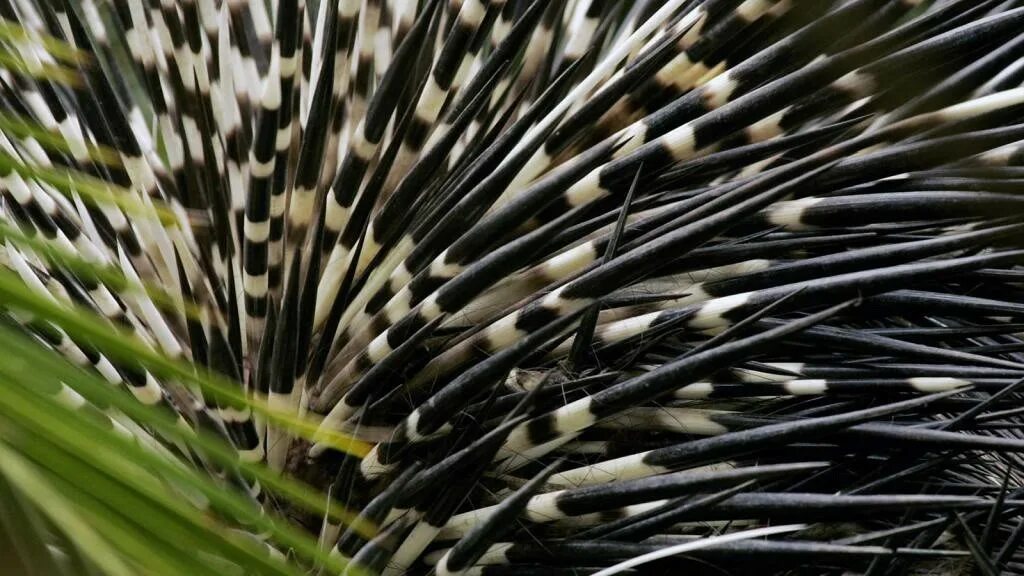 Дикобраз иглы ружье. Тонкоиглый дикобраз. Цепкохвостый дикобраз coendou prehensilis. Игла дикобраза. Шипы дикобраза.