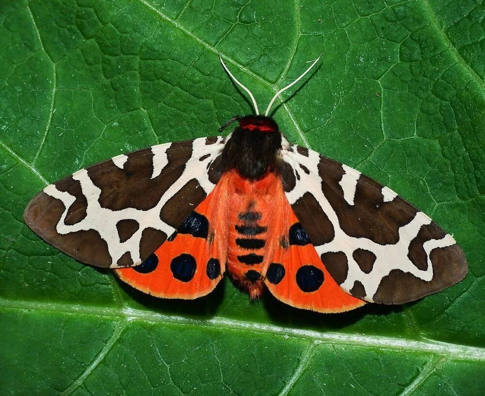 Гусеница бабочки Медведица-Кайя. Бабочки Медведица-Кайя (Arctia caja). Ночная бабочка Медведица Кайя. Медведица Кайя бабочка самка. Большой красный пестрый