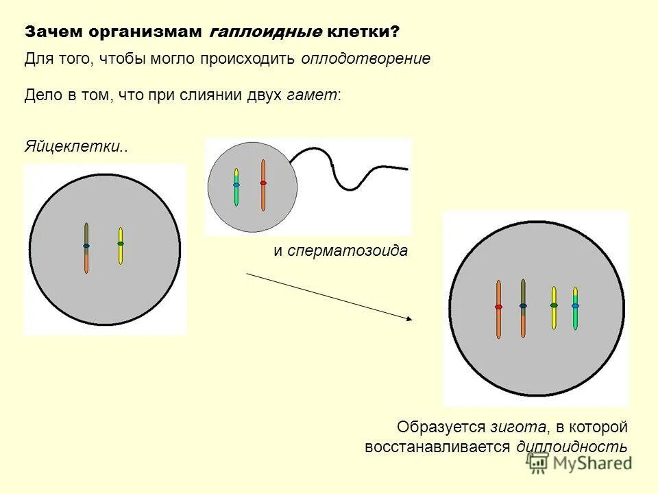 Митоз клетки биология 10 класс. Какого значение процесса деления клетки. Фазы митоза биология 9 класс. Митоз 5 класс биология. Какого значение процесса деления клетки.