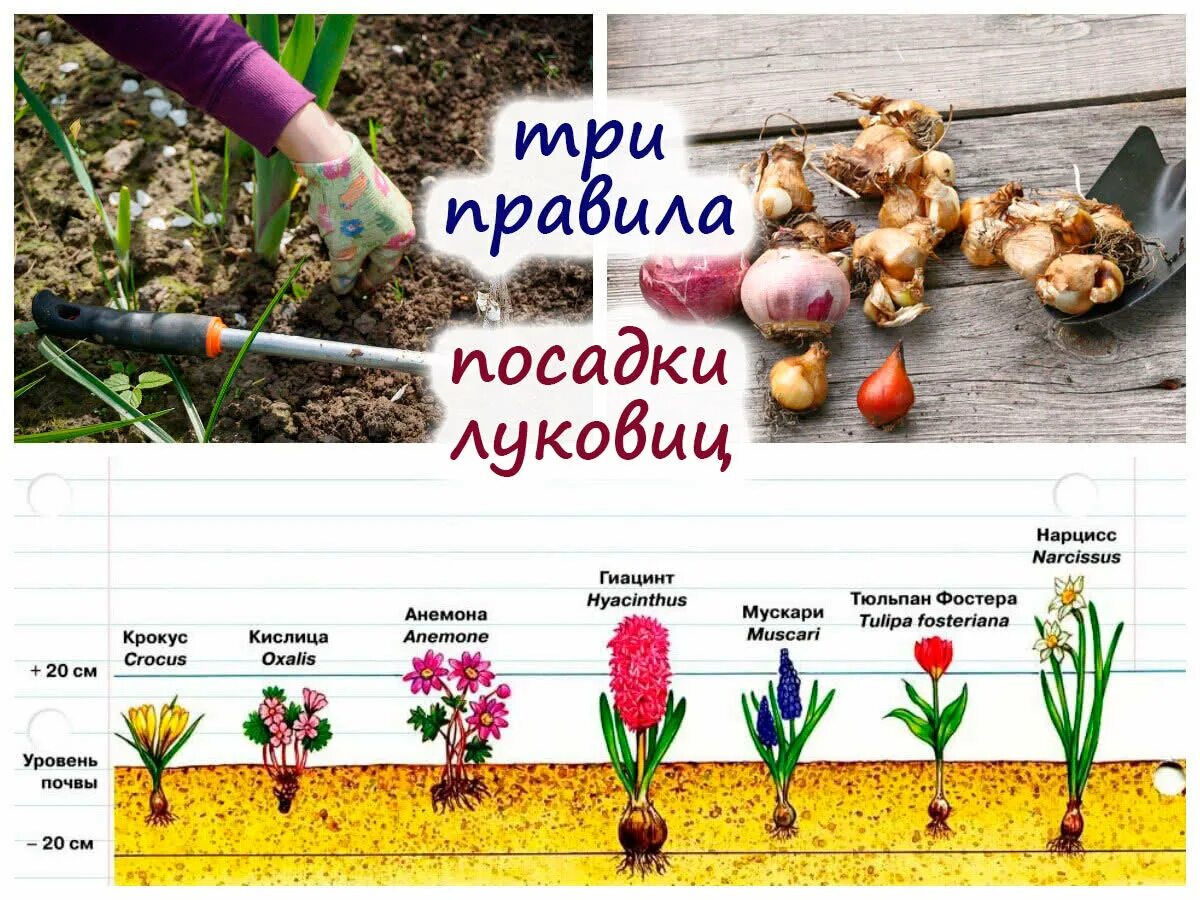Когда сажают луковицы нарциссов в открытый грунт