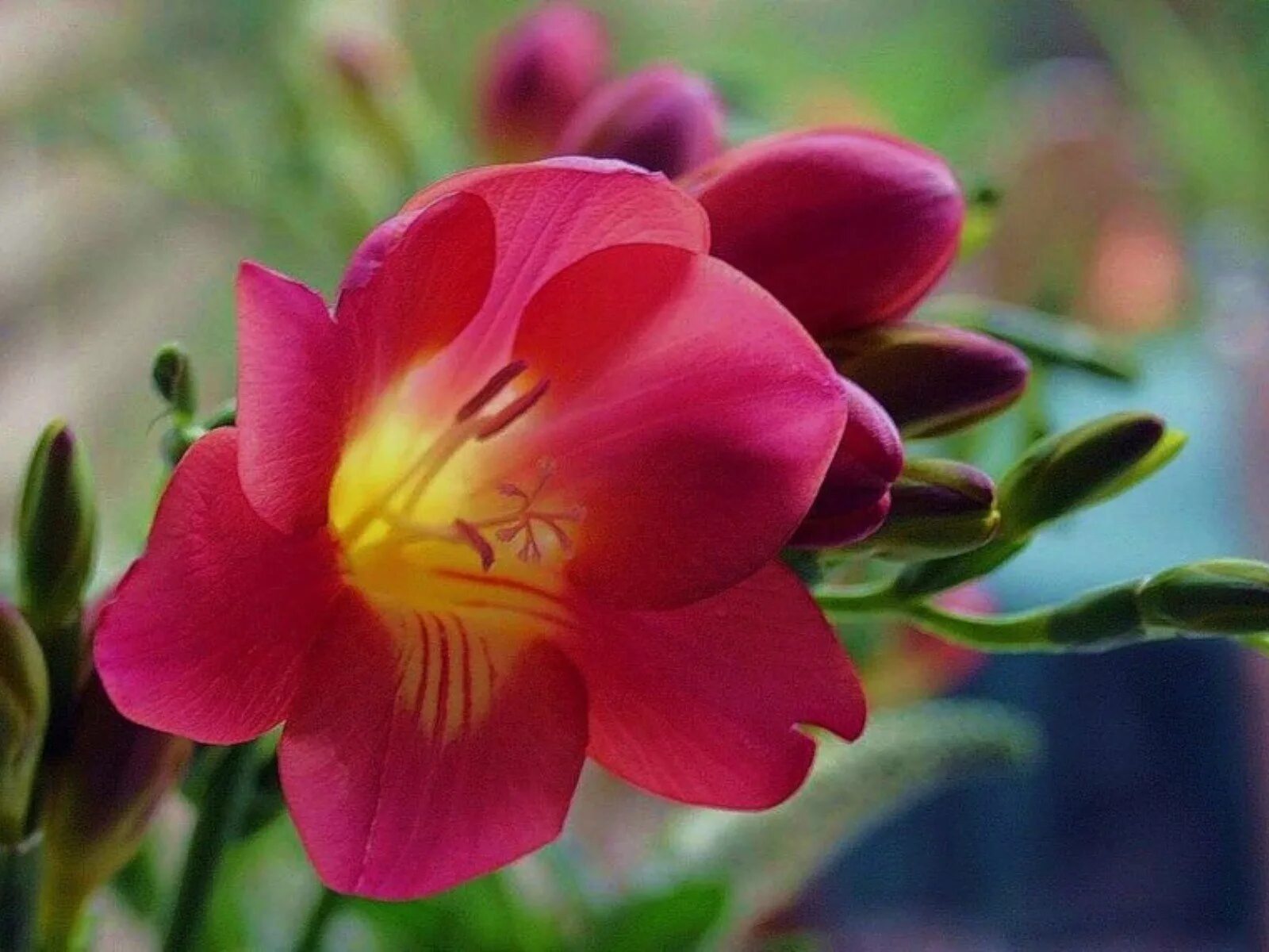 Фрезия это. Фрезия гибридная махровая ред. фрезия (freesia). фрезия гибридная махровая вайт. фрезия гибридная.