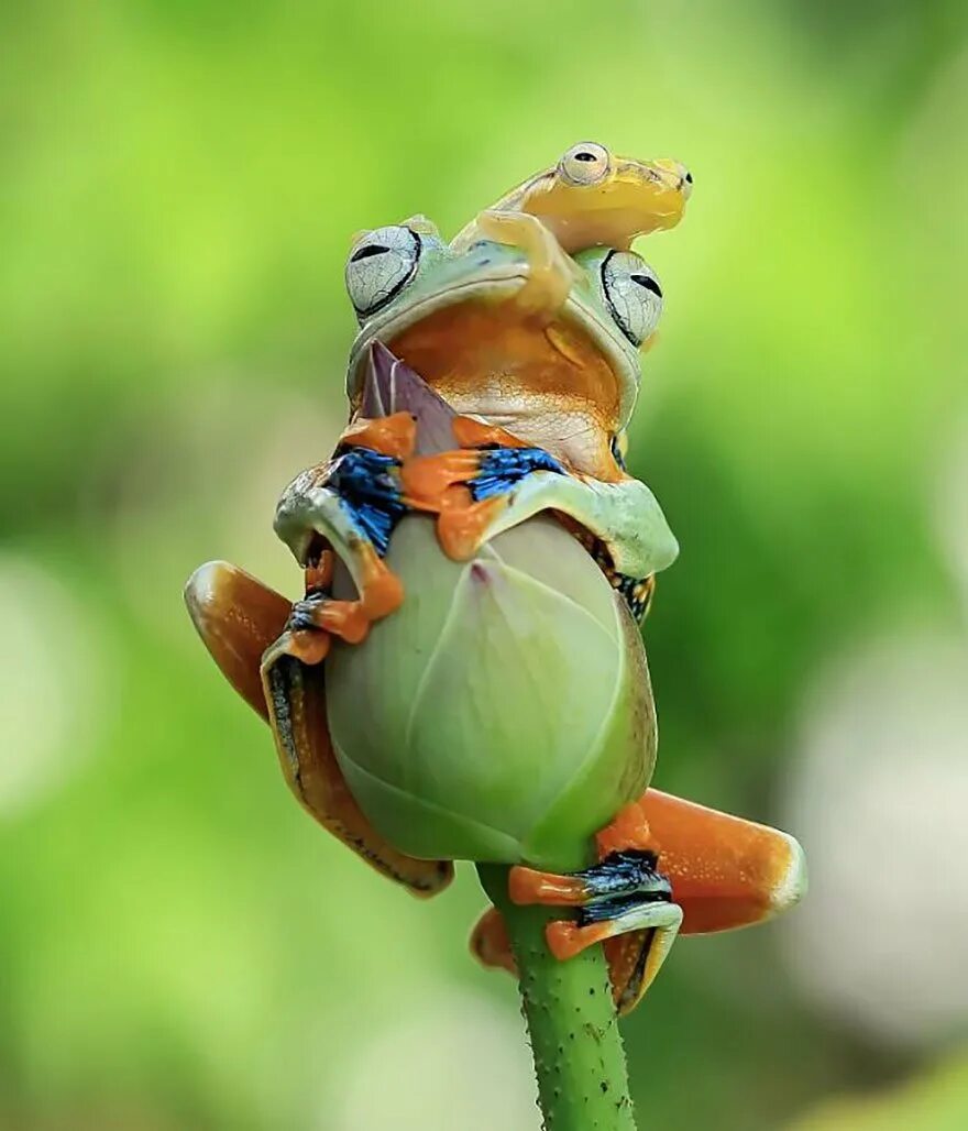 Танто Йенсен — индонезийский фотограф. Квакша Радужная. Необычные лягушки. Лягушки в природе. Красивый позитивчик