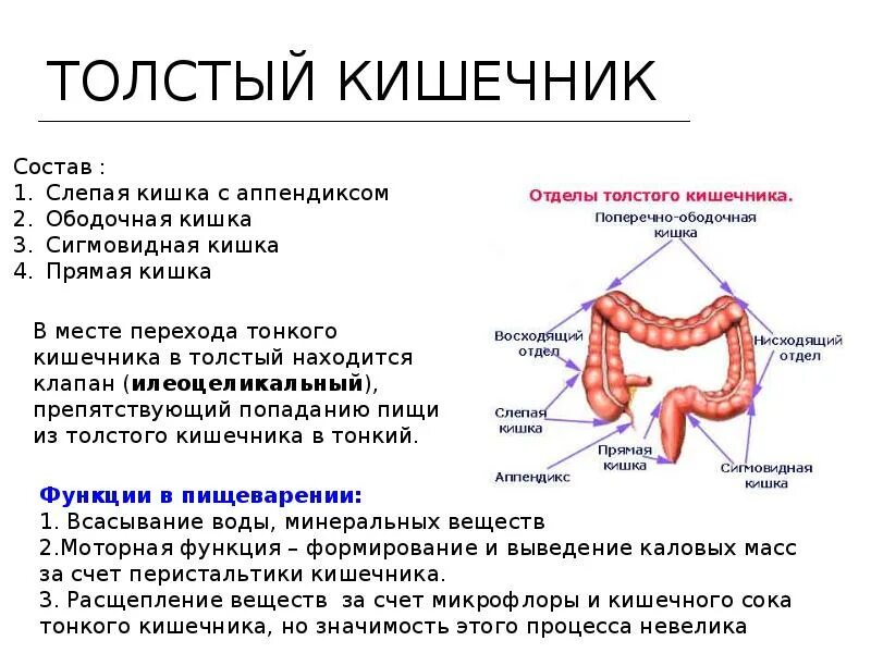 Функции толстого кишечника. Функции толстого кишечника