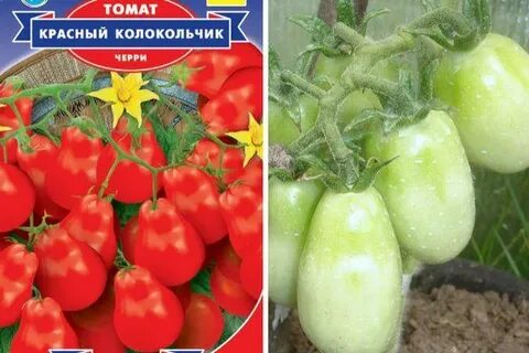 Томат колокольчик