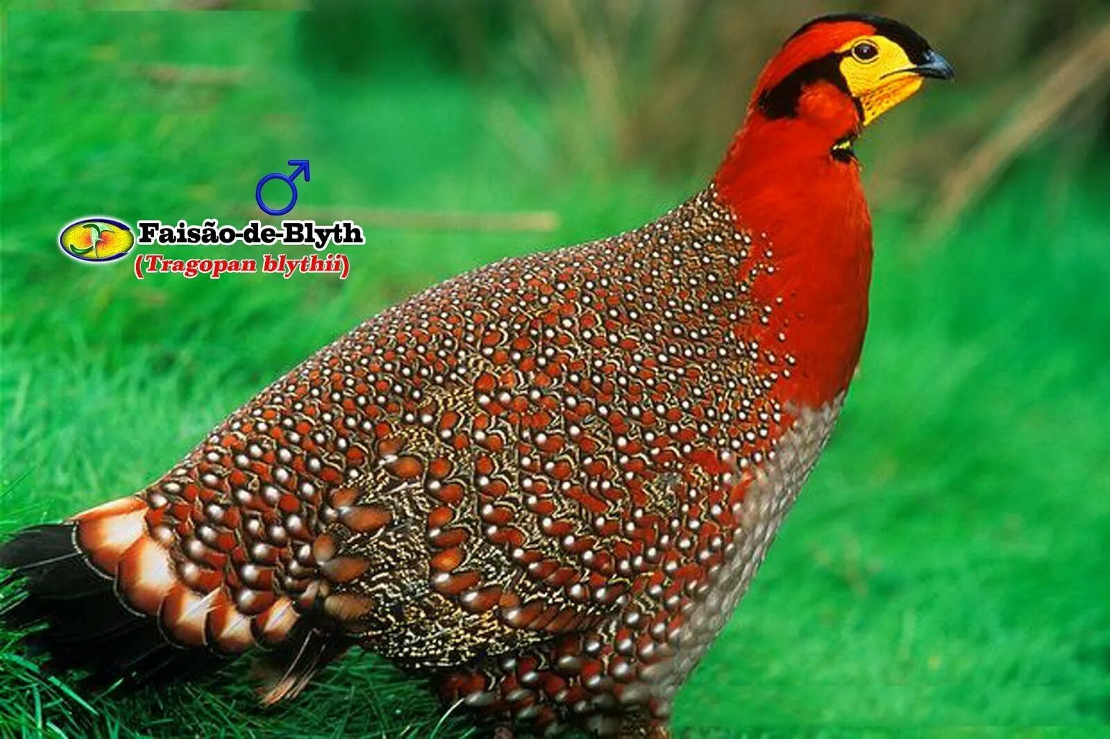Курообразные отряды птиц. Tragopan blythii. серобрюхий трагопан. отряд курообразные (galliformes). фазан трагопан.