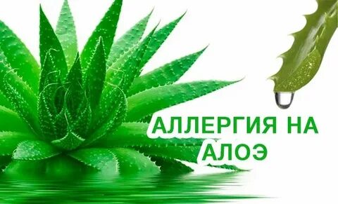 Такси алоэ