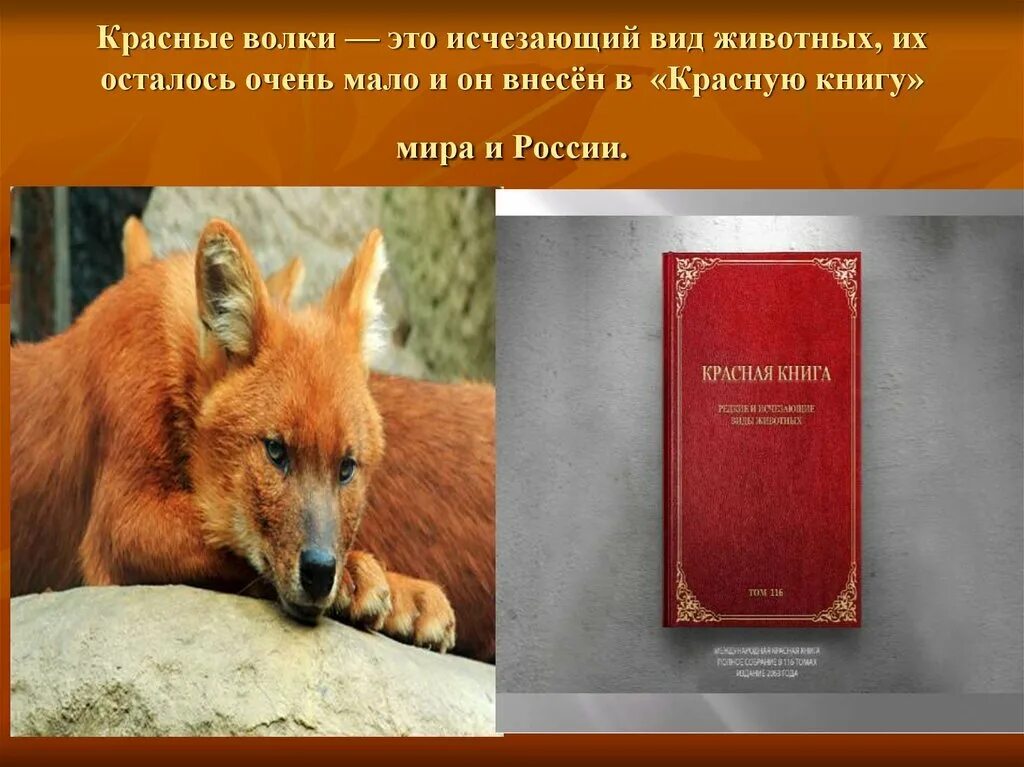 Животные из красной книги. Животные из красной книги описание. Красная книга России красный волк. Международная красная книга животных. Красный волк читать