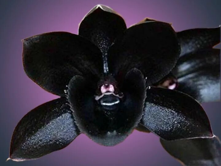Orchid expert visits San Antonio Orchid seeds, Orchids, Black orchid