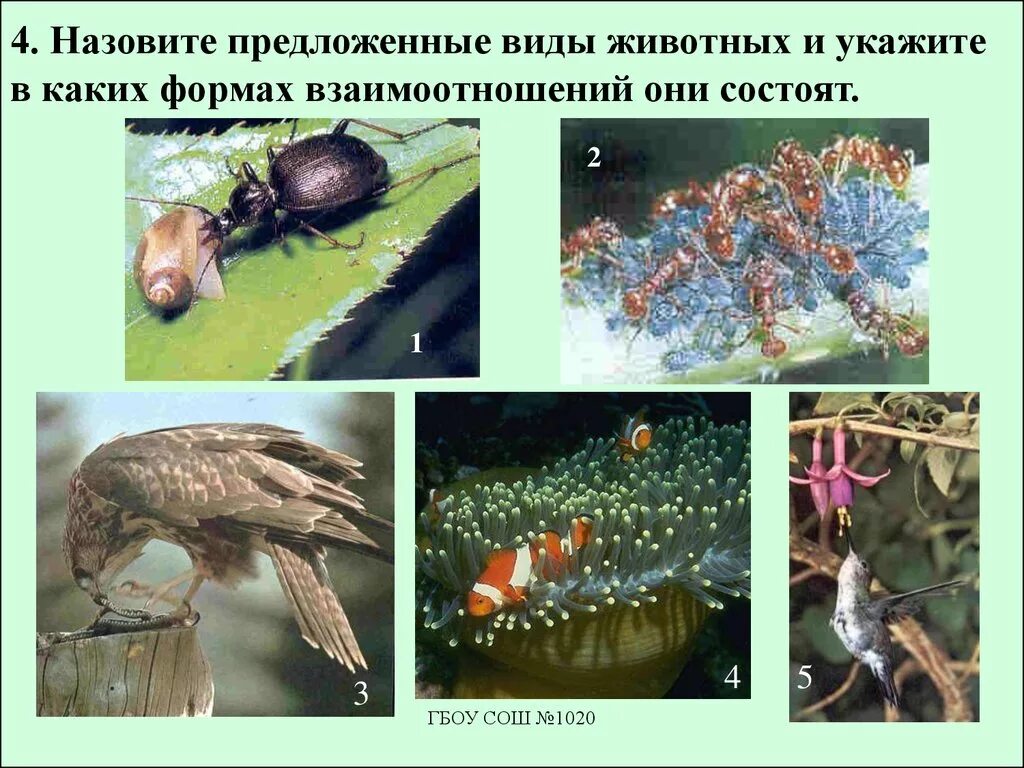 Примером нейтрализма являются отношения между Связи в экосистеме существуют между организмами Типы биологических взаимоотношен