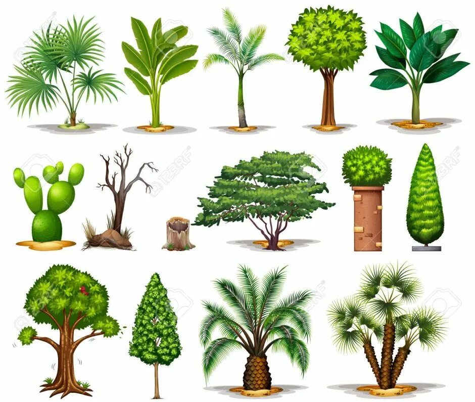 Five different Types of Trees. Five Types of Tree. Много экзотических видов деревьев на одной картинке. Kinds of trees