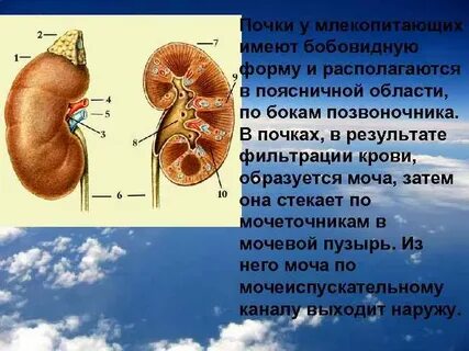 Почечная форма