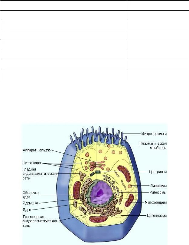 Полость в цитоплазме клетки 7 букв. Какими цифрами на рисунке обозначены клеточные органоиды. Органоиды клетки 4 аппарата. Органоиды клетки рисунки с названиями. Обозначены следующие клеточные органоиды:.