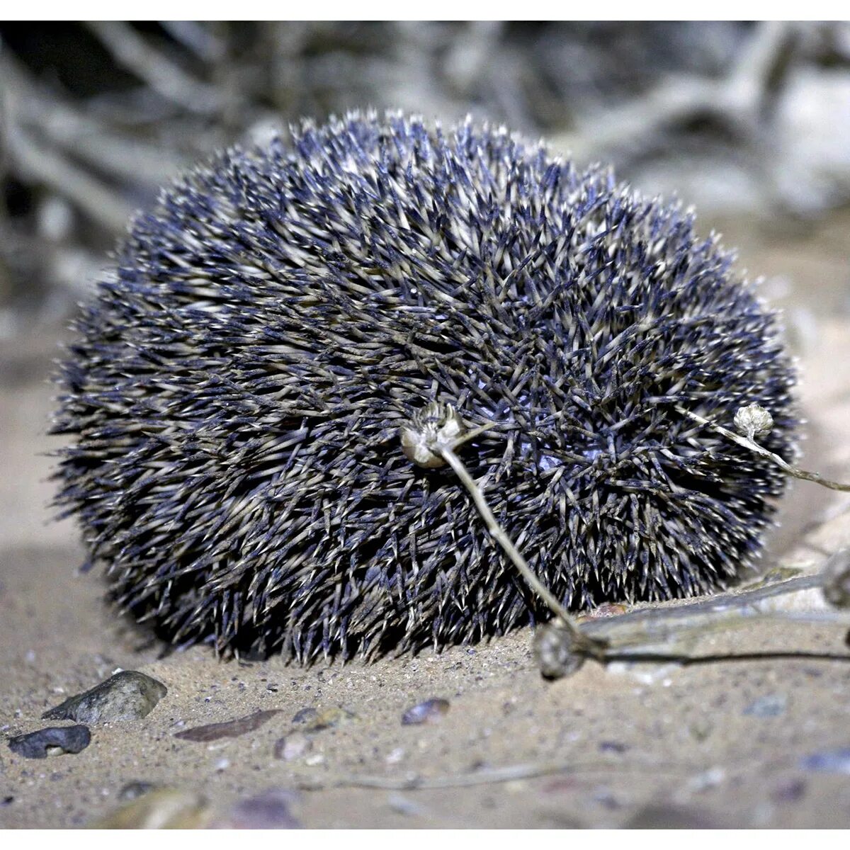 Эфиопский еж. Темноиглый ёж. эфиопский ёж. hemiechinus hypomelas. лысый ёж длинноиглый.