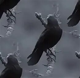 Мертвая ворона во сне