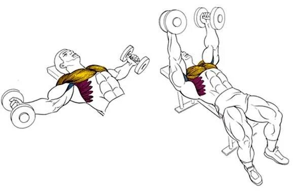 Упражнения на грудную мышцу разводка гантелей. Разводка гантелей лежа на горизонтальной скамье. Разводка гантелей на грудные мышцы. Разводка упражнение для грудных мышц.