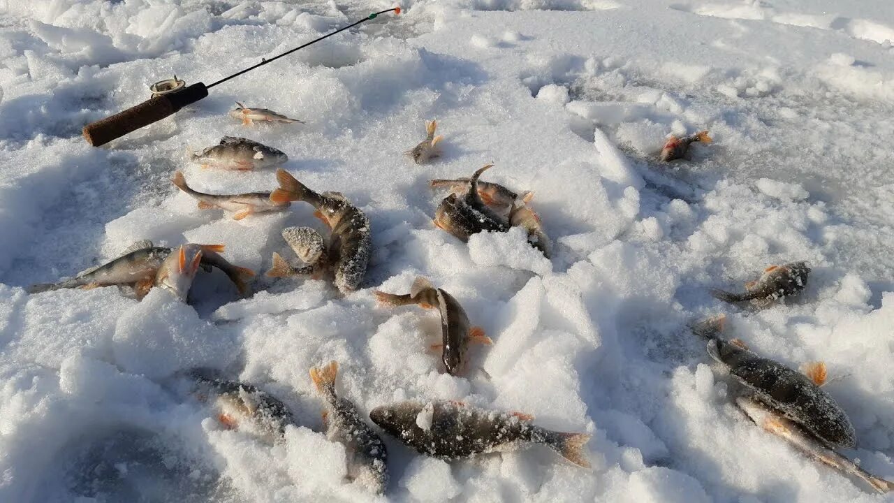 Ловля со льда видео. Зимняя рыбалка на блесну. Окунь на блесну со льда. Окунь в лунке зимняя рыбалка. Зимняя рыбалка лунка.