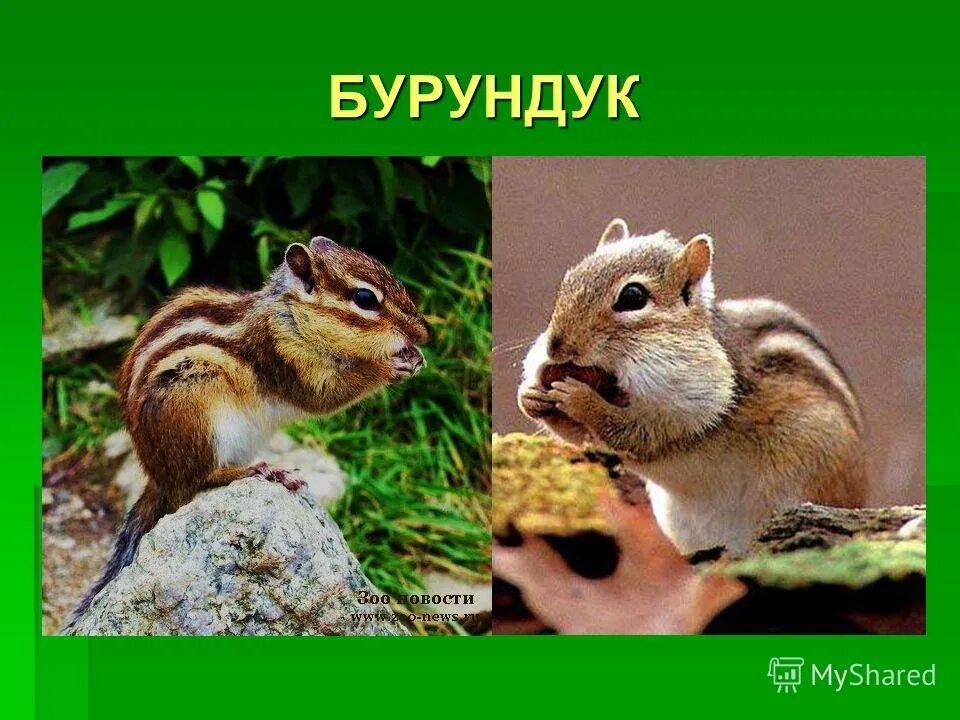 Бурундук окружающий мир 4 класс сообщение кратко. Бурундук описание. бурундук презентация. информация о бурундуке. описать бурундука.