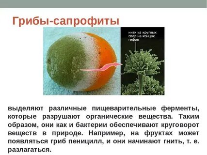 В чем различие между сапрофитами и паразитами