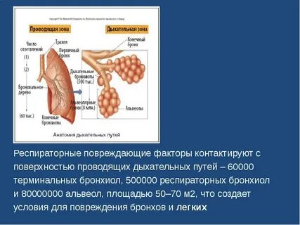 Альвеолы грудной