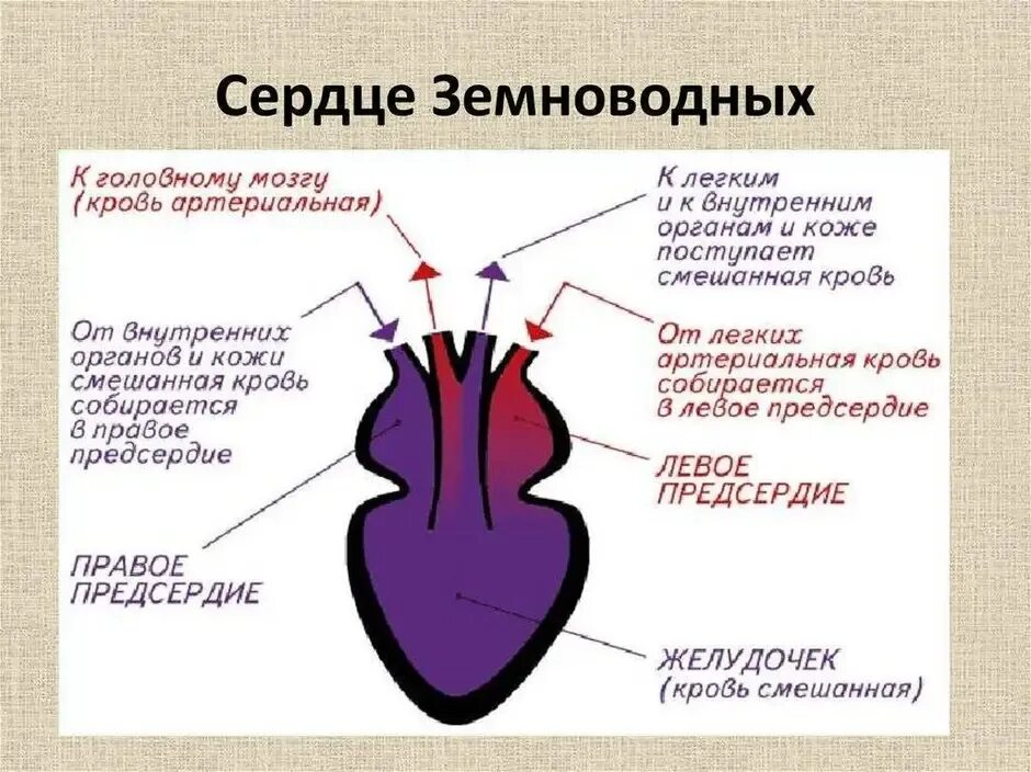Экспериментатор решил изучить работу сердца амфибии. Экспериментатор решил изучить работу сердца амфибии