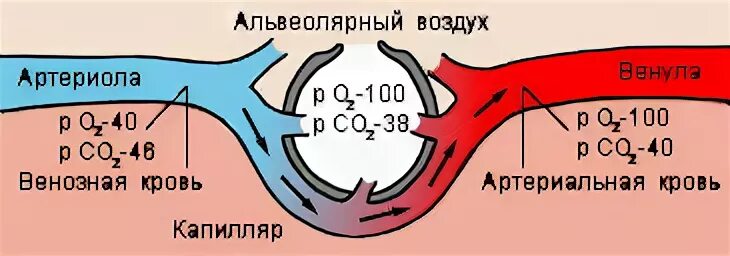 Обмен газов между альвеолярным воздухом и кровью. Схема газообмена между альвеолярным газом и кровью. Газообмен между альвеолой и капилляром. Газообмен между альвеолами и кровью венозной.