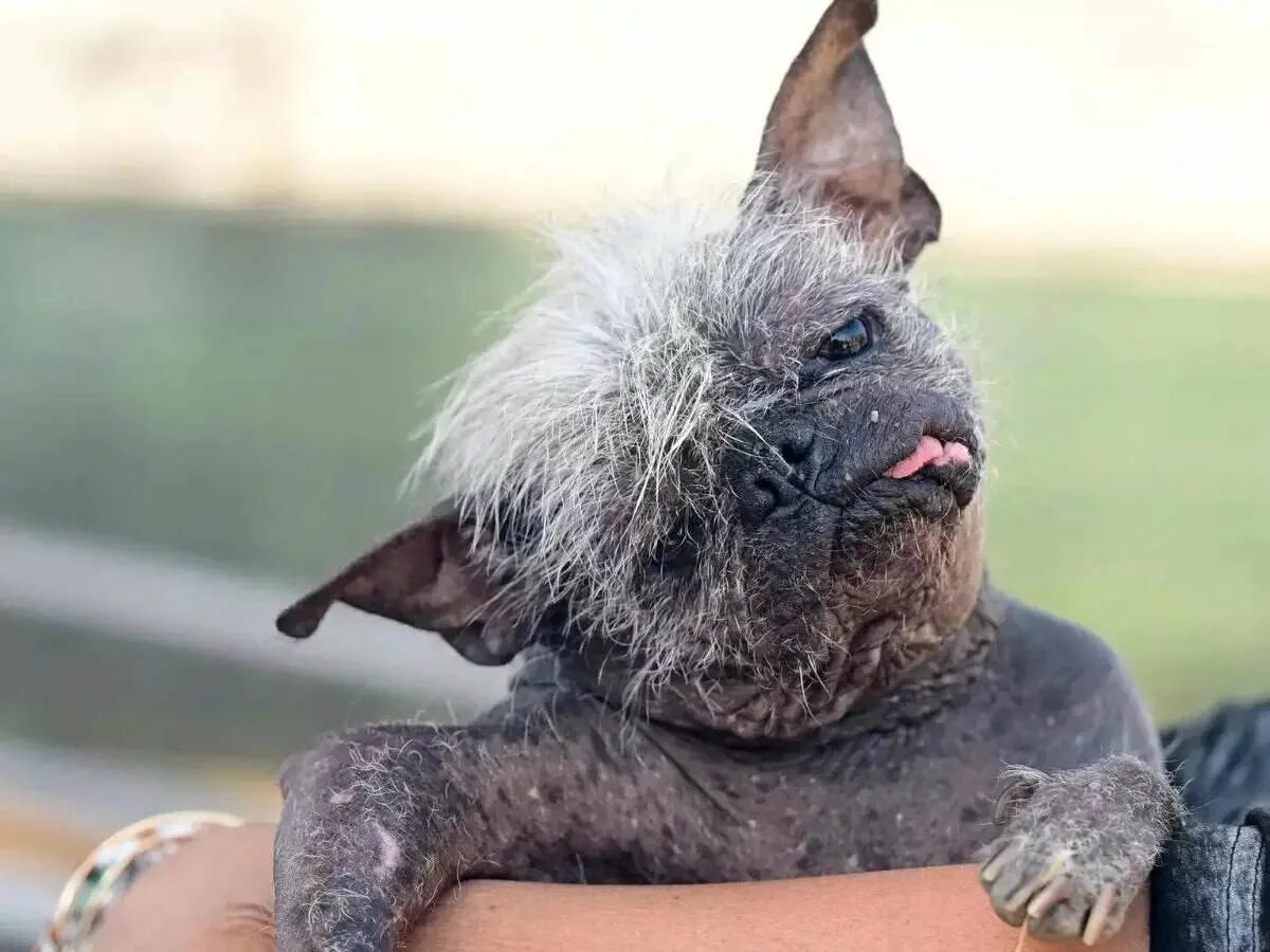Голландская овчарка Квазимодо. Лысая уродливая собака. Китайская хохлатая уродливая. Самая уродливая собака в мире.