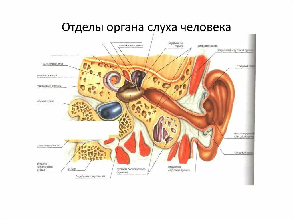 Установите соответствие между отделами органа слуха. Отделы органа слуха. Строение органа слуха. Отделы органа слуха человека. Элементы отделов органа слуха.