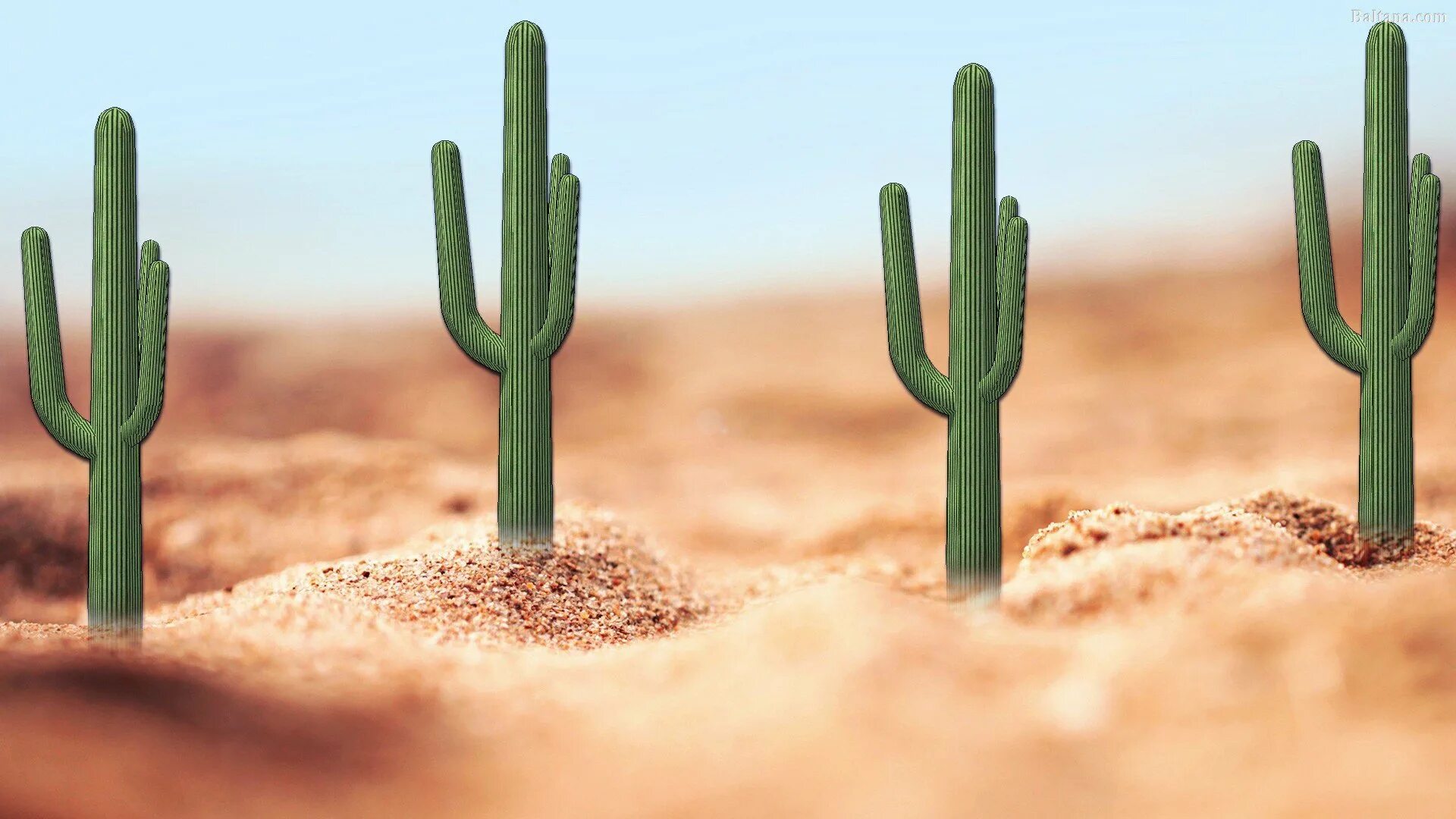 Cactus столы