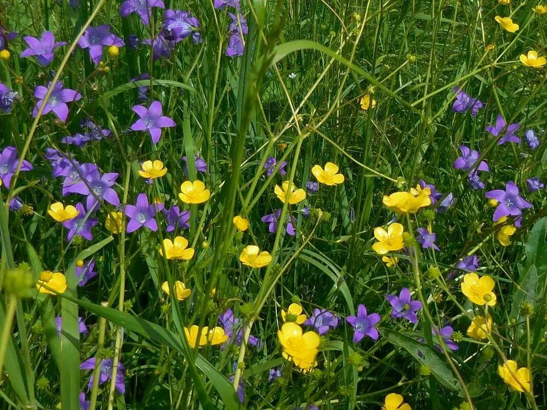Разнотравье луговой цветник. Луговая растительность. Желтоголовник луговой. Разнотравный луговой. Луговые прибрежные растения.
