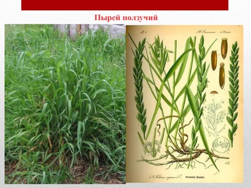 Пырей ползучий. Пырей полщ. Пырей бескорневищный. Пырей ползучий (Elytrigia repens). Известно что пырей ползучий злаковое растение