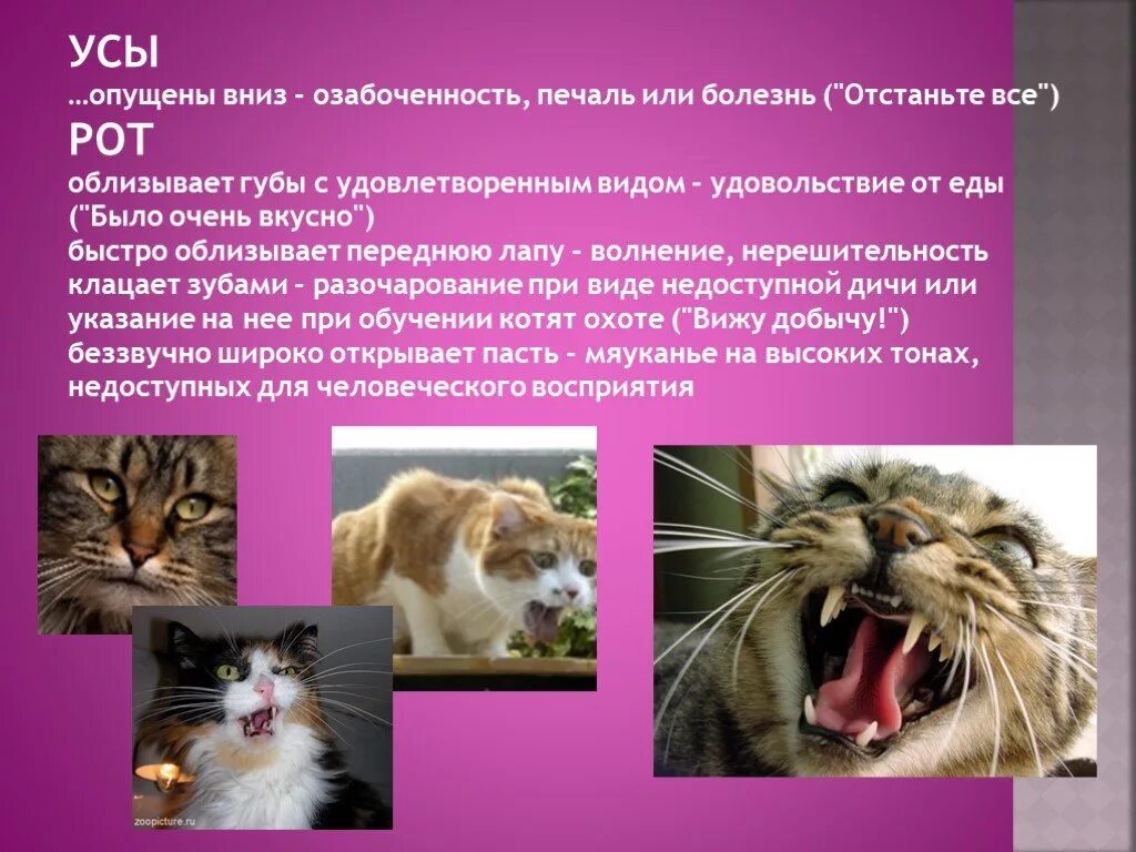 Почему у кота опущены усы. Презентация на тему зачем кошке усы. усы вниз у кота. усы опущены вниз. у кота опустились усы.
