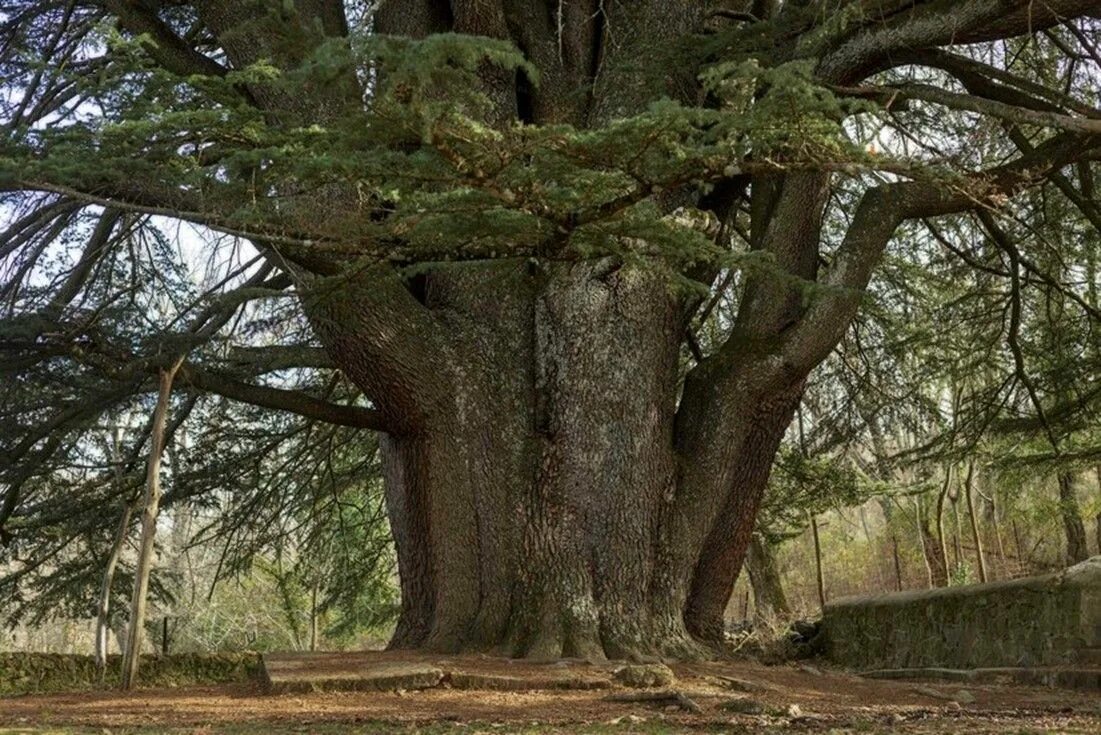 Centuries trees