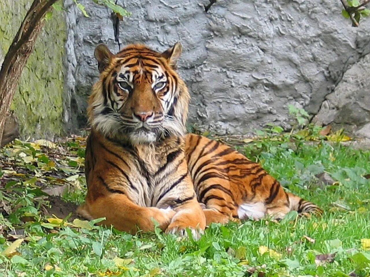 Тигр Panthera Tigris. Суматранский тигр и Амурский. Sumatran Tiger Panthera Tigris sumatrae. Балийский тигр. Бенгальский тигр подвид тигра