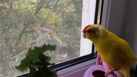 Корелла и какарик в одной клетке