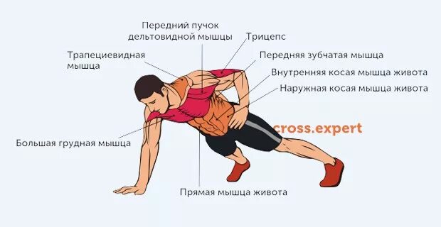 Мышцы работающие при отжимании от пола. Отжимания группы мышц. мышцы задействованные при отжимании. группы мышц задействованные при отжимании от пола. отжимания какие мышцы работают.