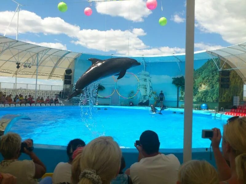 Дельфинарий немо феодосия. Дельфинарий крым феодосия. Дельфинарий немо в крыму. Дельфинарий крым феодосия. Дельфинарий крым феодосия.