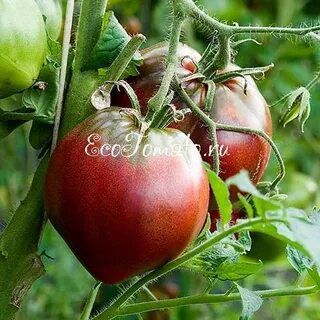 Томат бабл гам